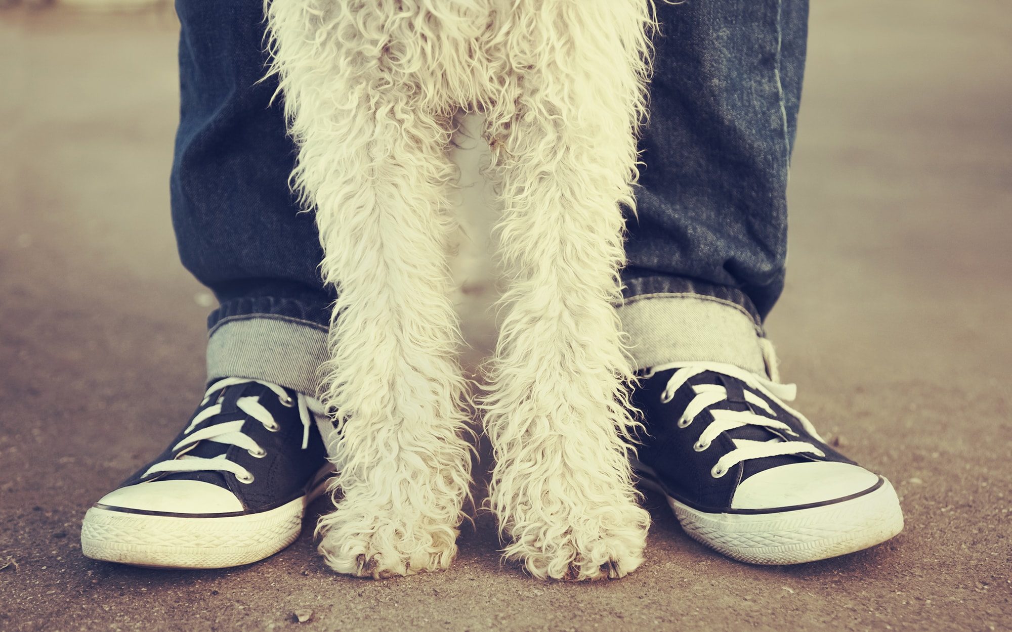 Dog standing between legs of person wearing skate shoes